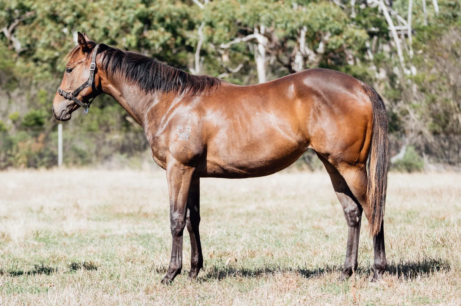 Shamus Award x Sealed (Dundeel) 2024 Filly, racehorse ownership opportunity with Carberry Racing