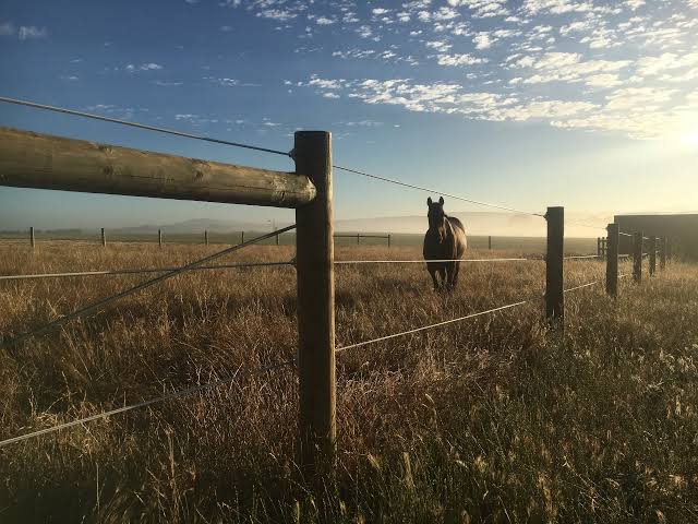 Thoroughbred in paddock at sunrise on Carberry Racing property