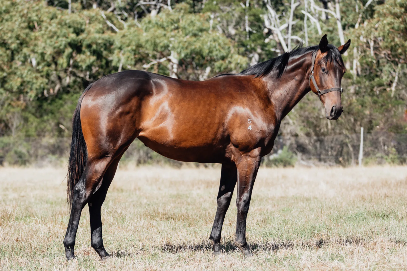 Glenfiddich x Pierro Calling 2024 Filly