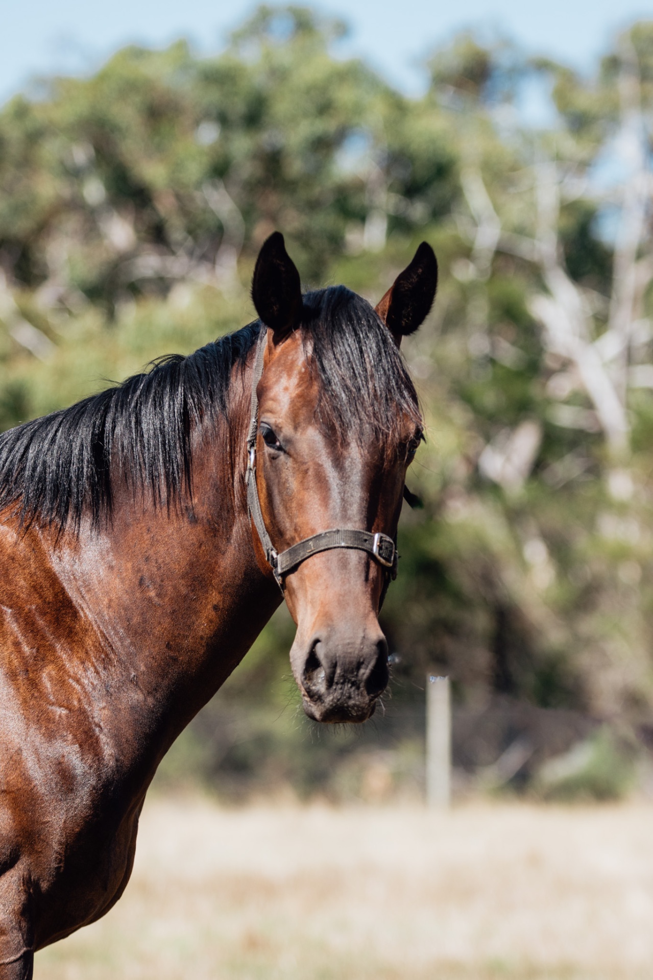 Glenfiddich x Pierro Calling filly photo 1