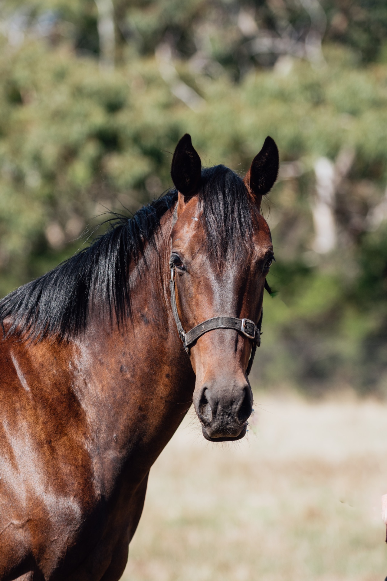 Glenfiddich x Pierro Calling filly photo 2