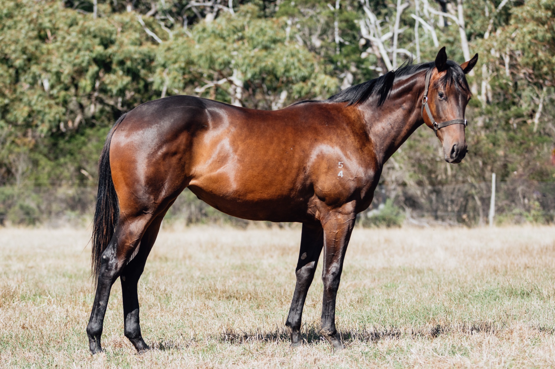 Glenfiddich x Pierro Calling filly photo 3