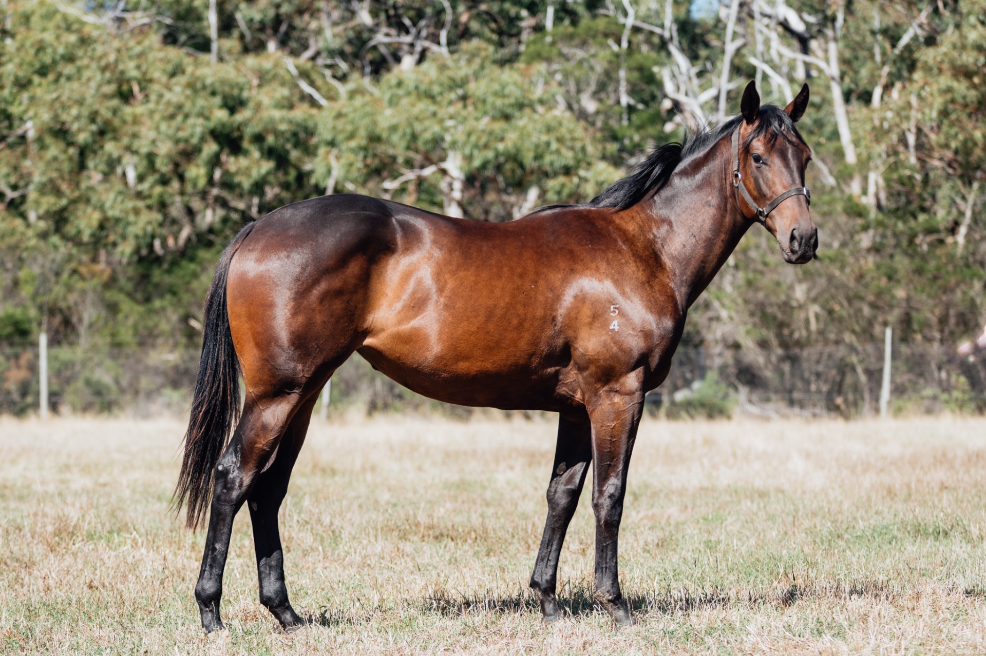 Glenfiddich x Pierro Calling filly photo 4
