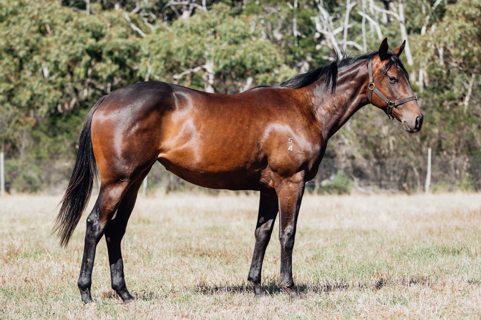 Glenfiddich x Pierro Calling filly photo 5