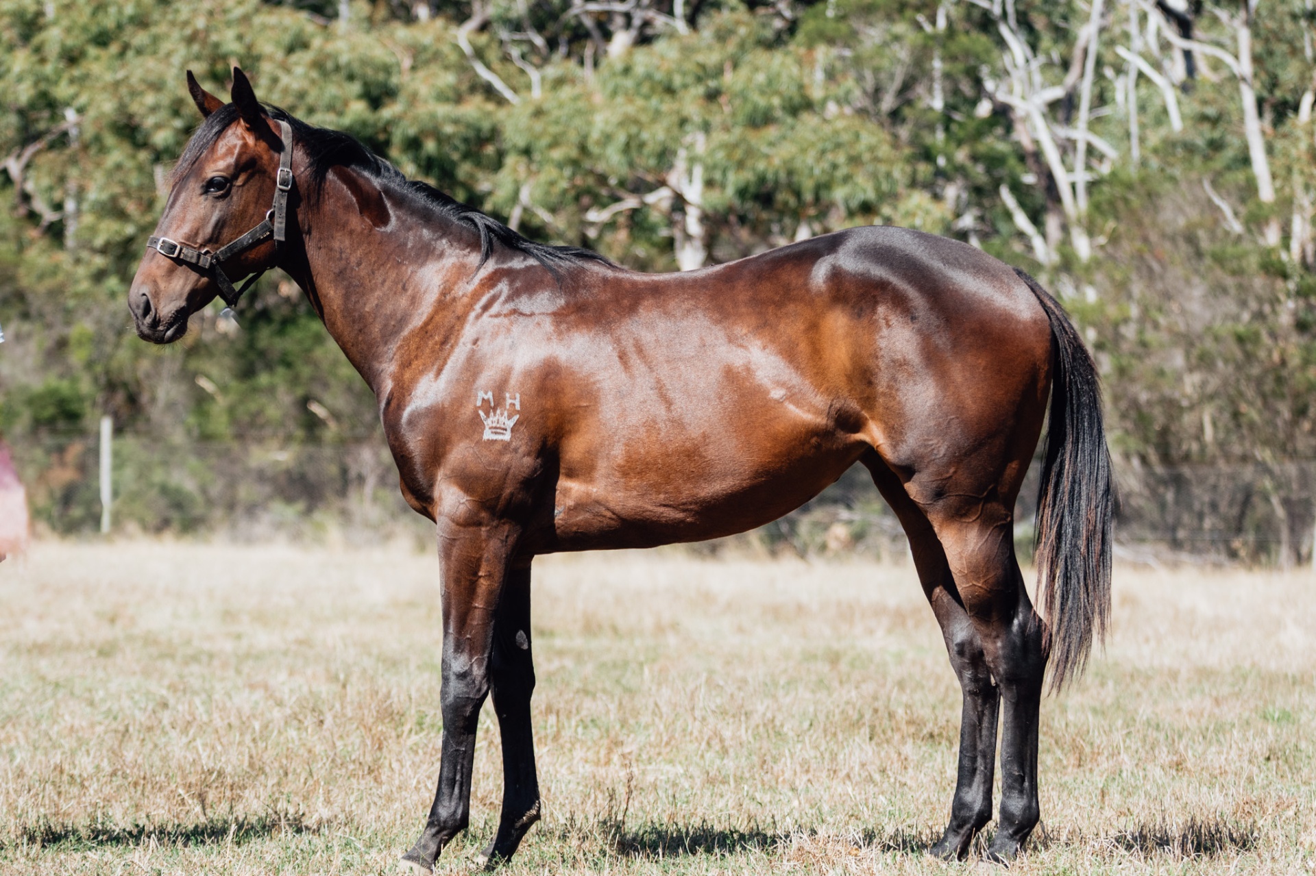 Glenfiddich x Pierro Calling filly photo 6