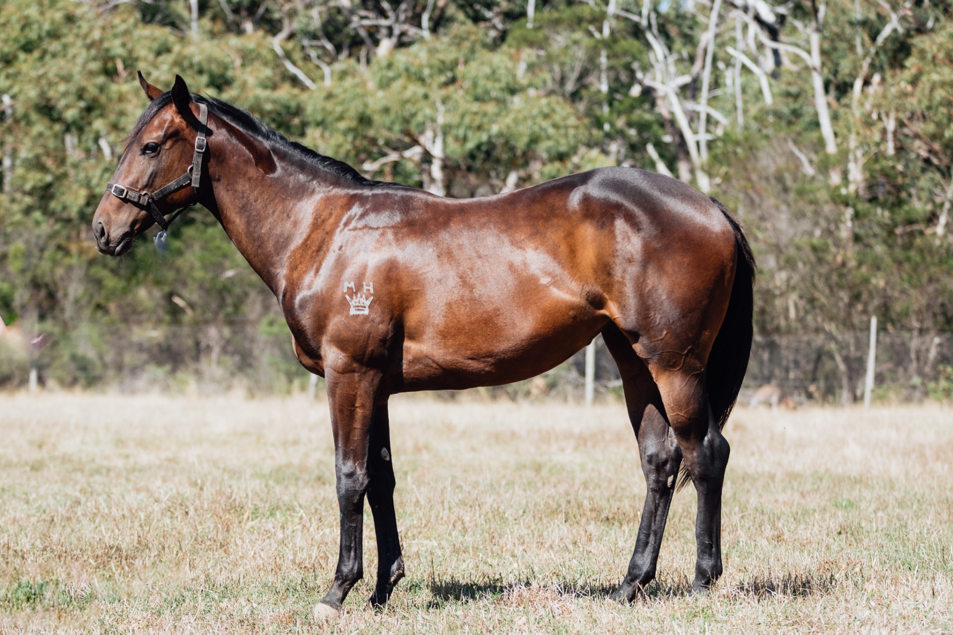 Glenfiddich x Pierro Calling filly photo 7