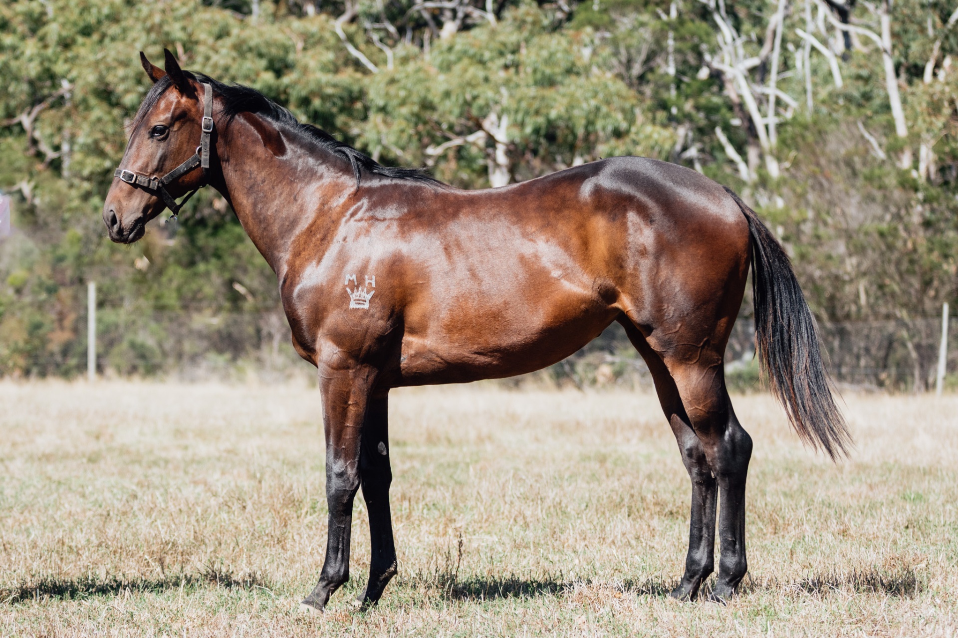 Glenfiddich x Pierro Calling filly photo 8