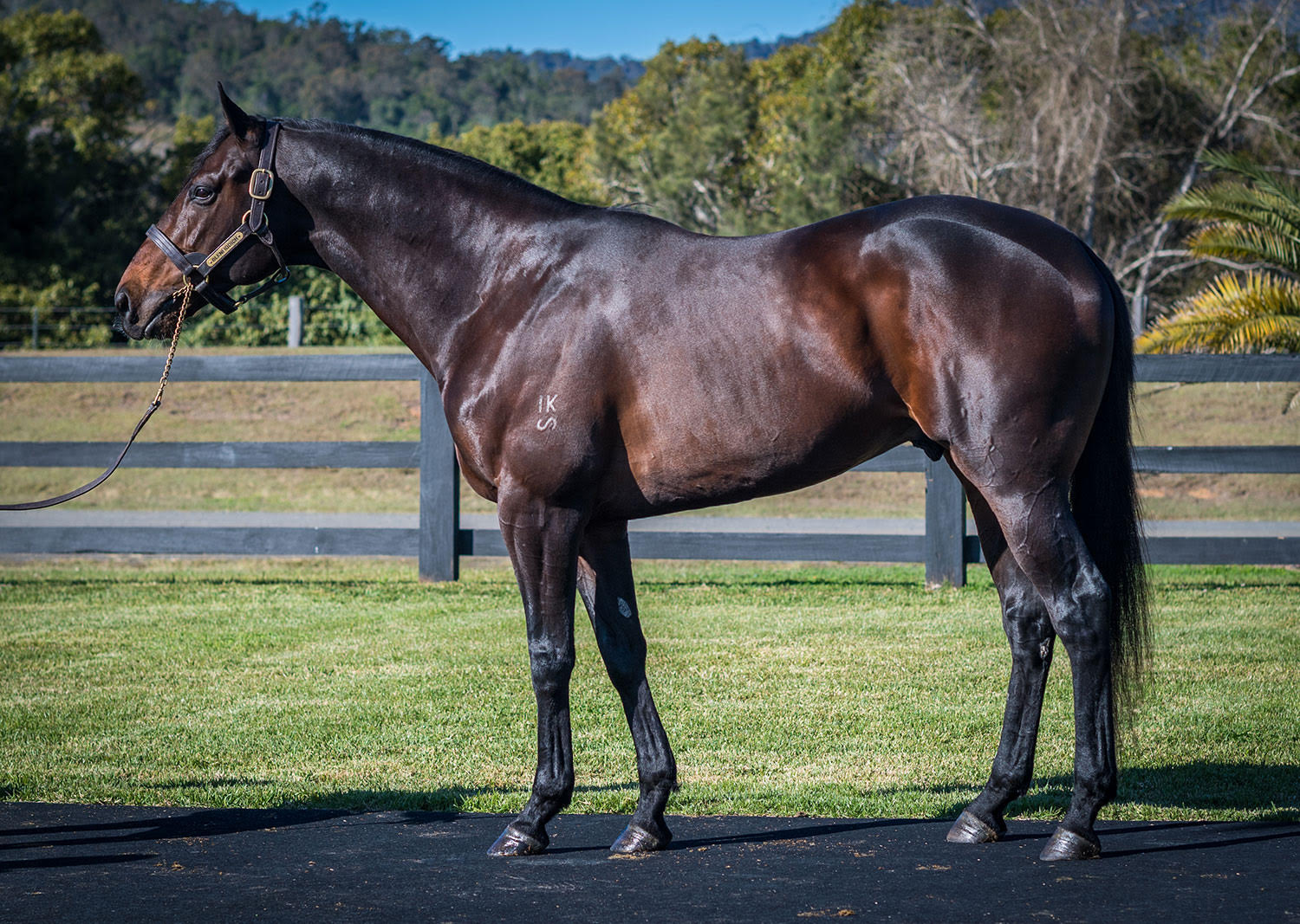 Glenfiddich, Group 2 winning stallion by Fastnet Rock