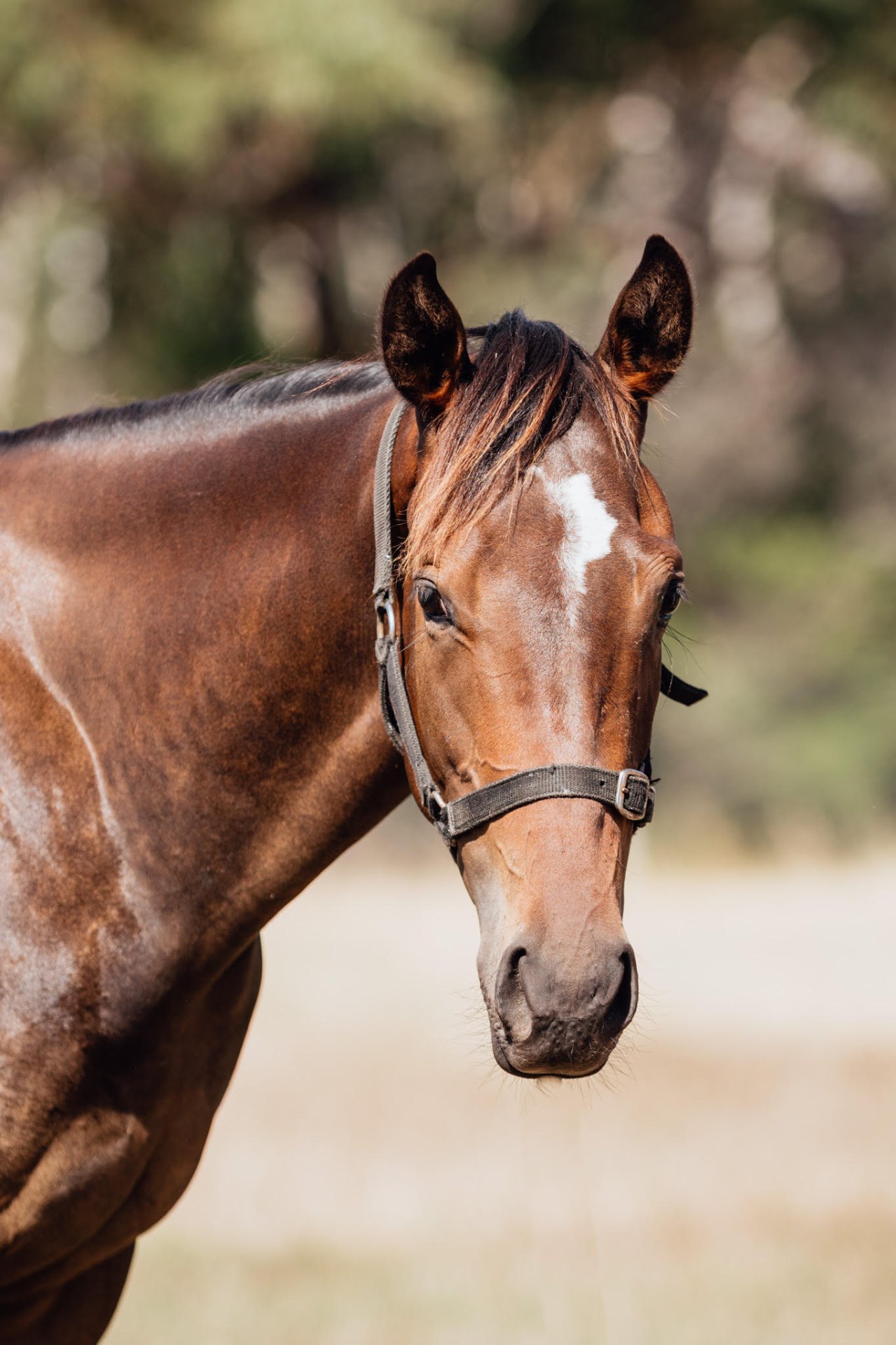Shamus Award x Sealed filly headshot