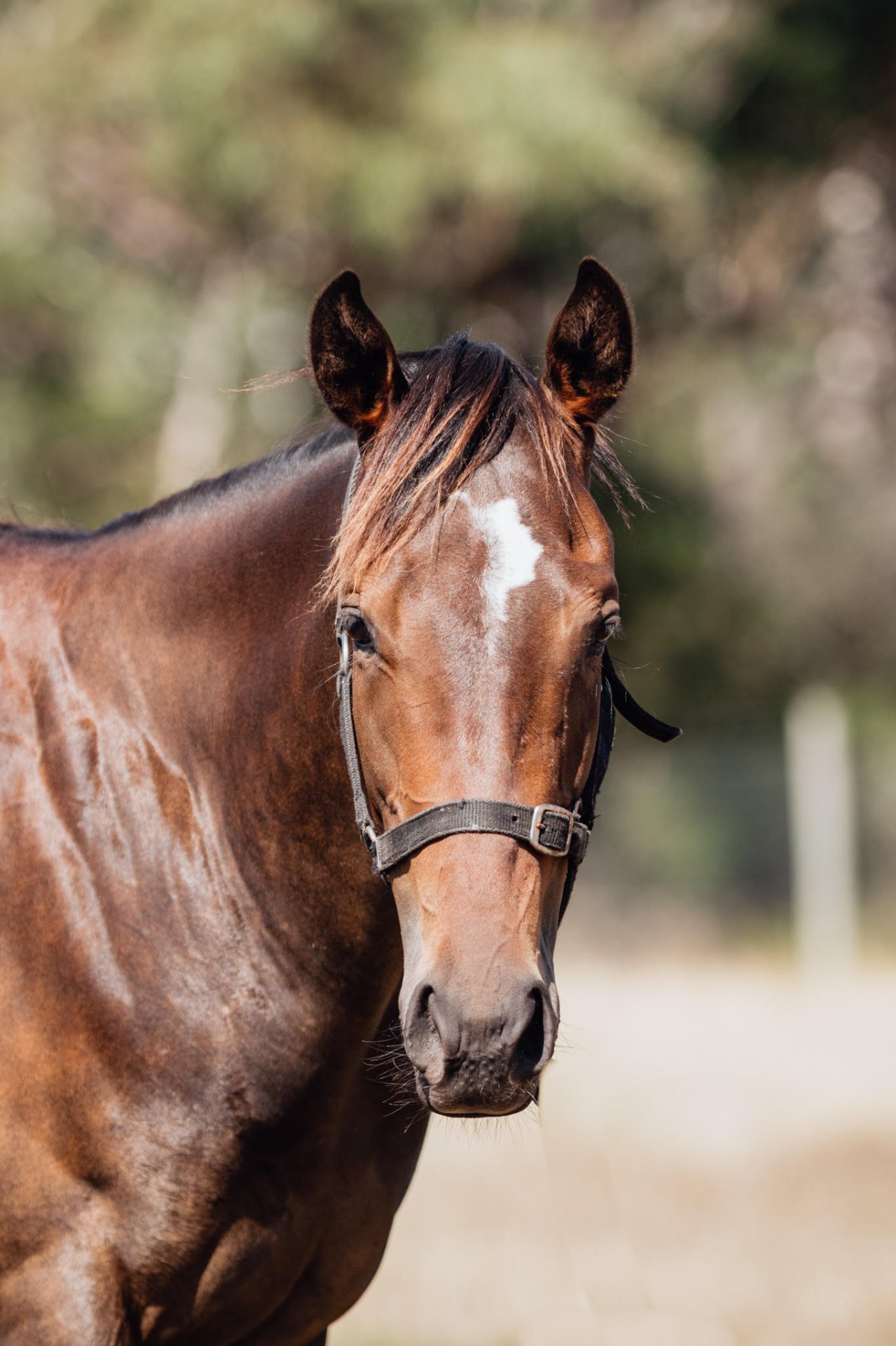 Shamus Award x Sealed filly photo 2