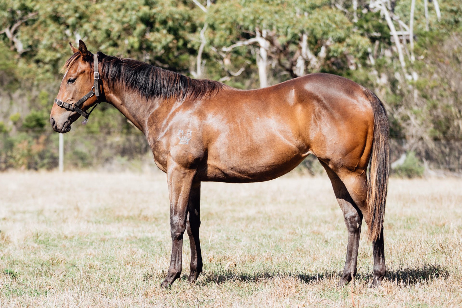 Shamus Award x Sealed filly photo 4
