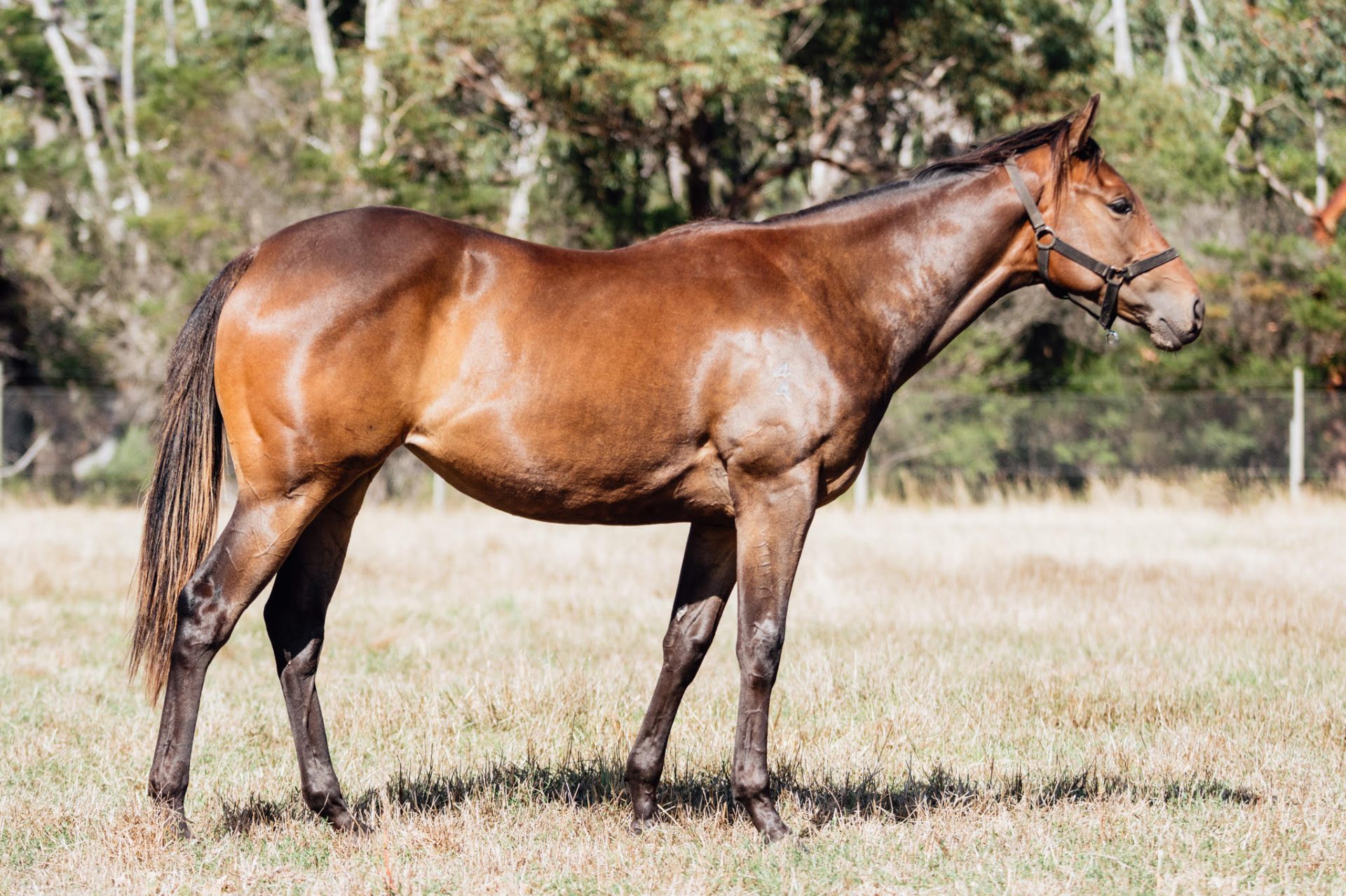 Shamus Award x Sealed filly photo 5