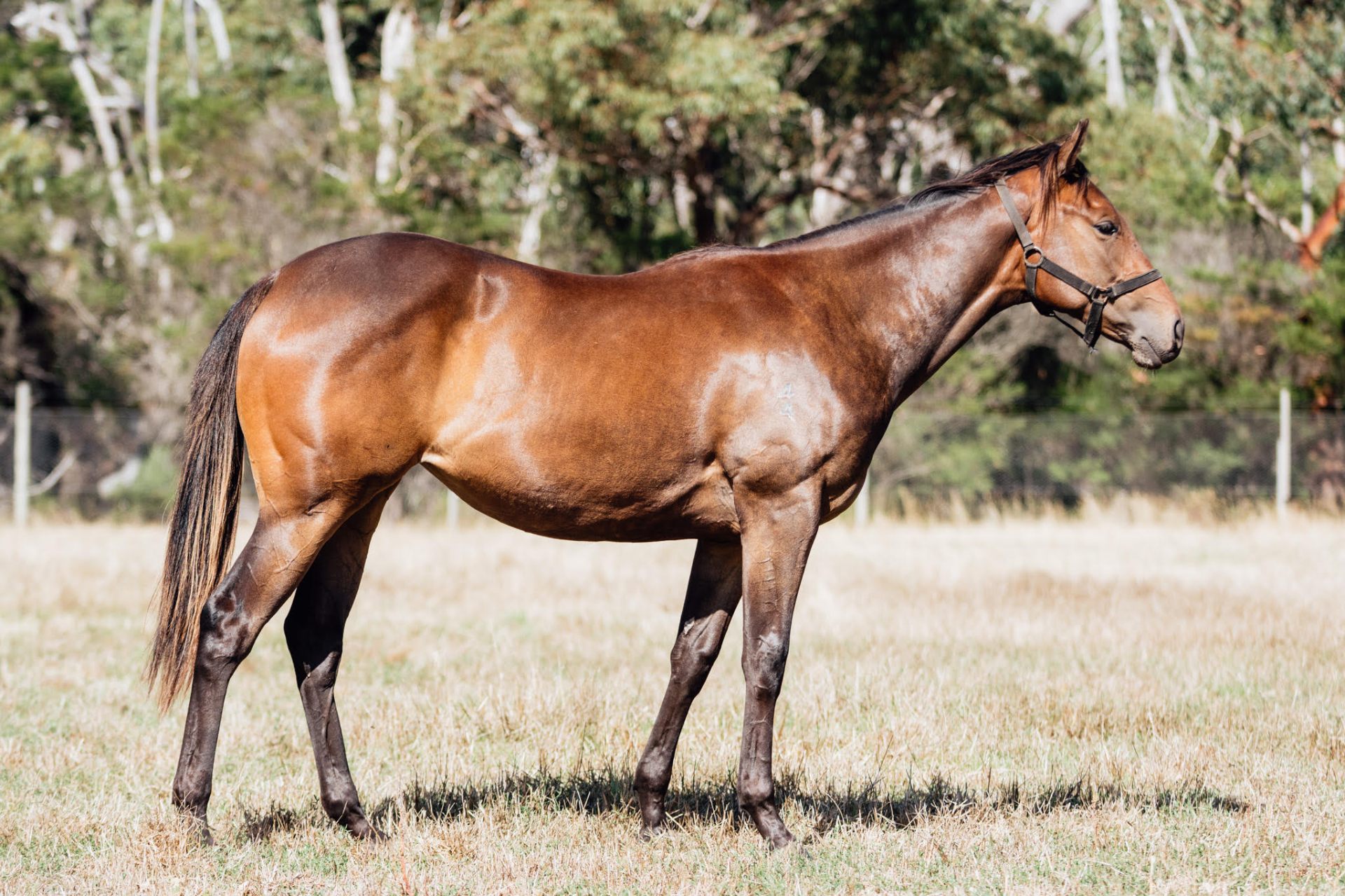 Shamus Award x Sealed filly photo 6