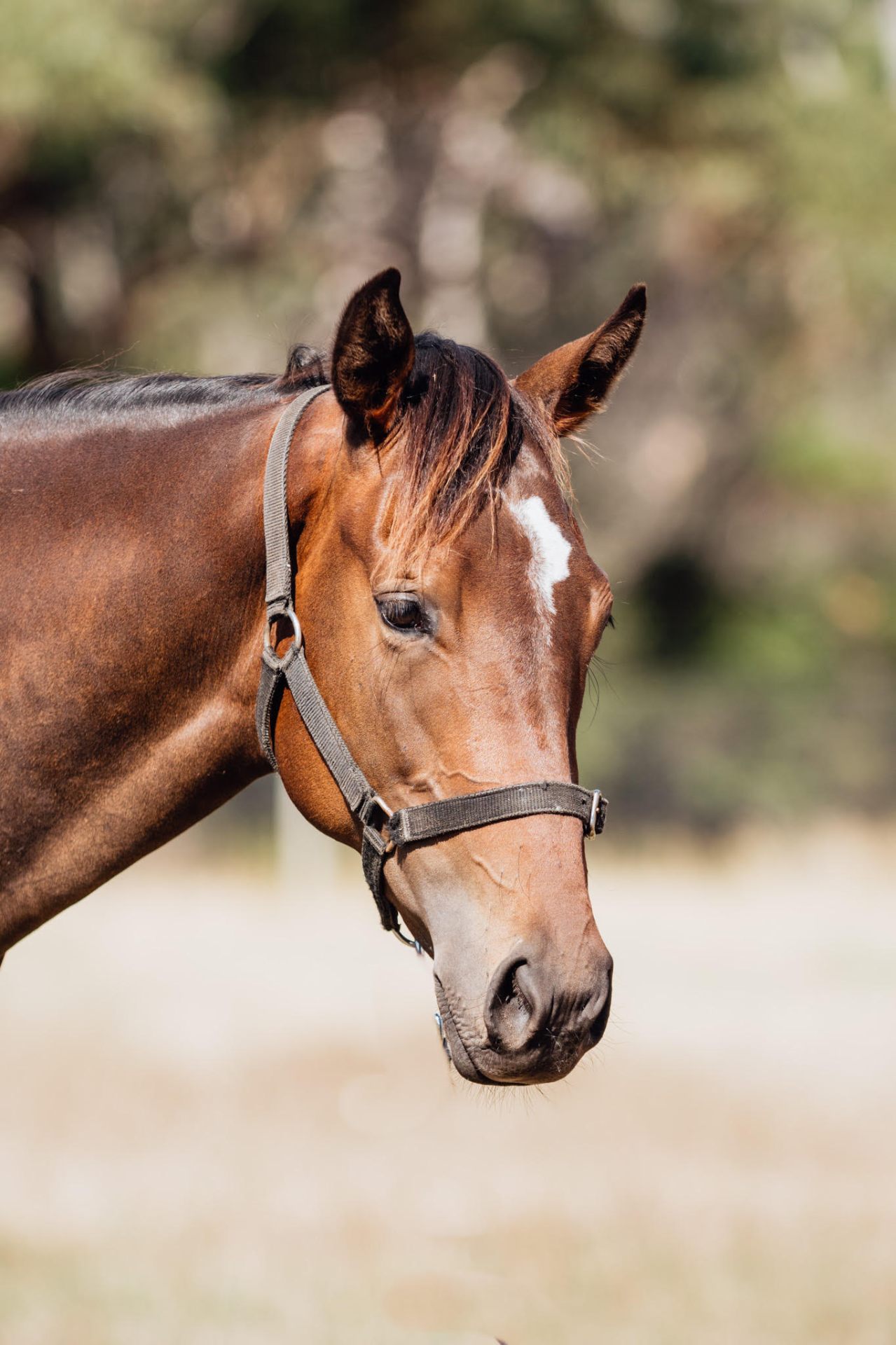 Shamus Award x Sealed filly photo 7