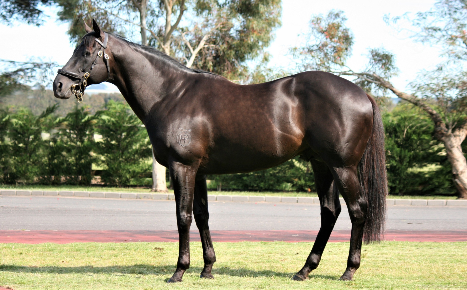 Shamus Award, Cox Plate winning stallion by Snitzel